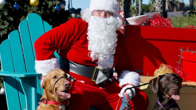 Santa in a red suit sits on a decorated float with several dogs, with a Christmas tree and palm trees in the sunny background.