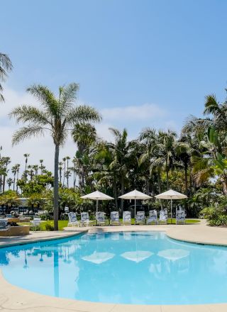A sunny hotel pool with lounge chairs and umbrellas, surrounded by tall palm trees and lush tropical greenery.