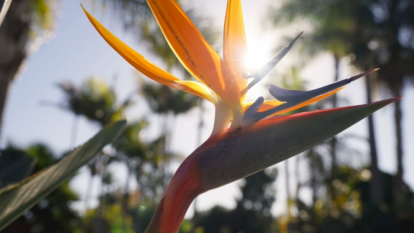 A bright bird-of-paradise flower bud opening on a sunny day with vivid orange petals and green foliage in the background.