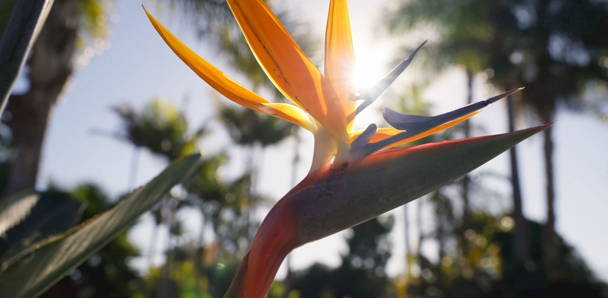 A bright bird-of-paradise flower bud opening on a sunny day with vivid orange petals and green foliage in the background.