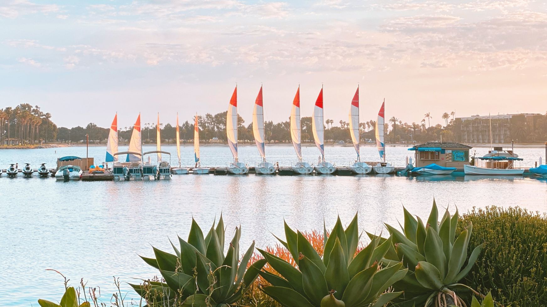 A calm lakeside scene with sailboats moored in rows, palm trees along the shore, and green succulents in the foreground.