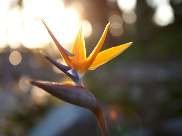 A yellow bird-of-paradise flower bud opening on a stem in warm sunlight, with dreamy bokeh in the background.