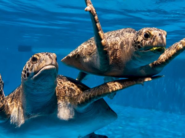 Three sea turtles swim underwater, one lifting a flipper as sunlight ripples above them.