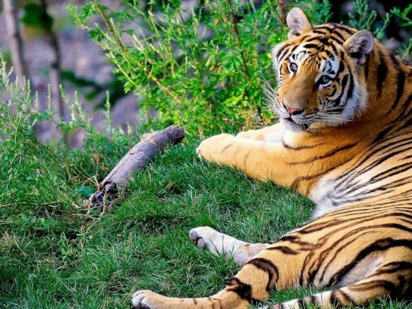 A tiger lounges in lush green grass, with stripes and ears visible as it rests near bushes and trees.