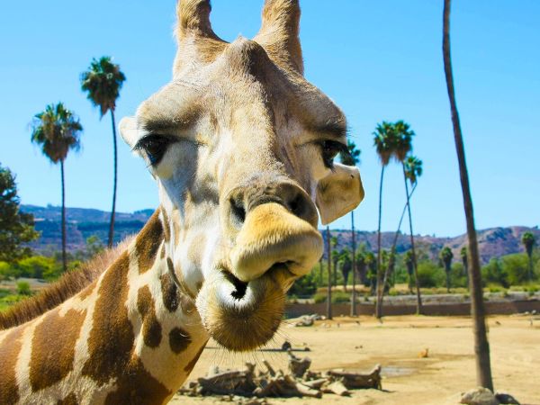 A close-up giraffe in a sunny savanna, with palm trees and hills in the background, looking down at the camera.
