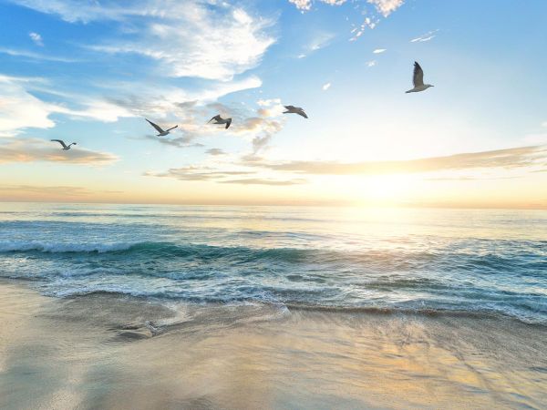 A serene beach at sunrise with waves and seabirds gliding in the sky.