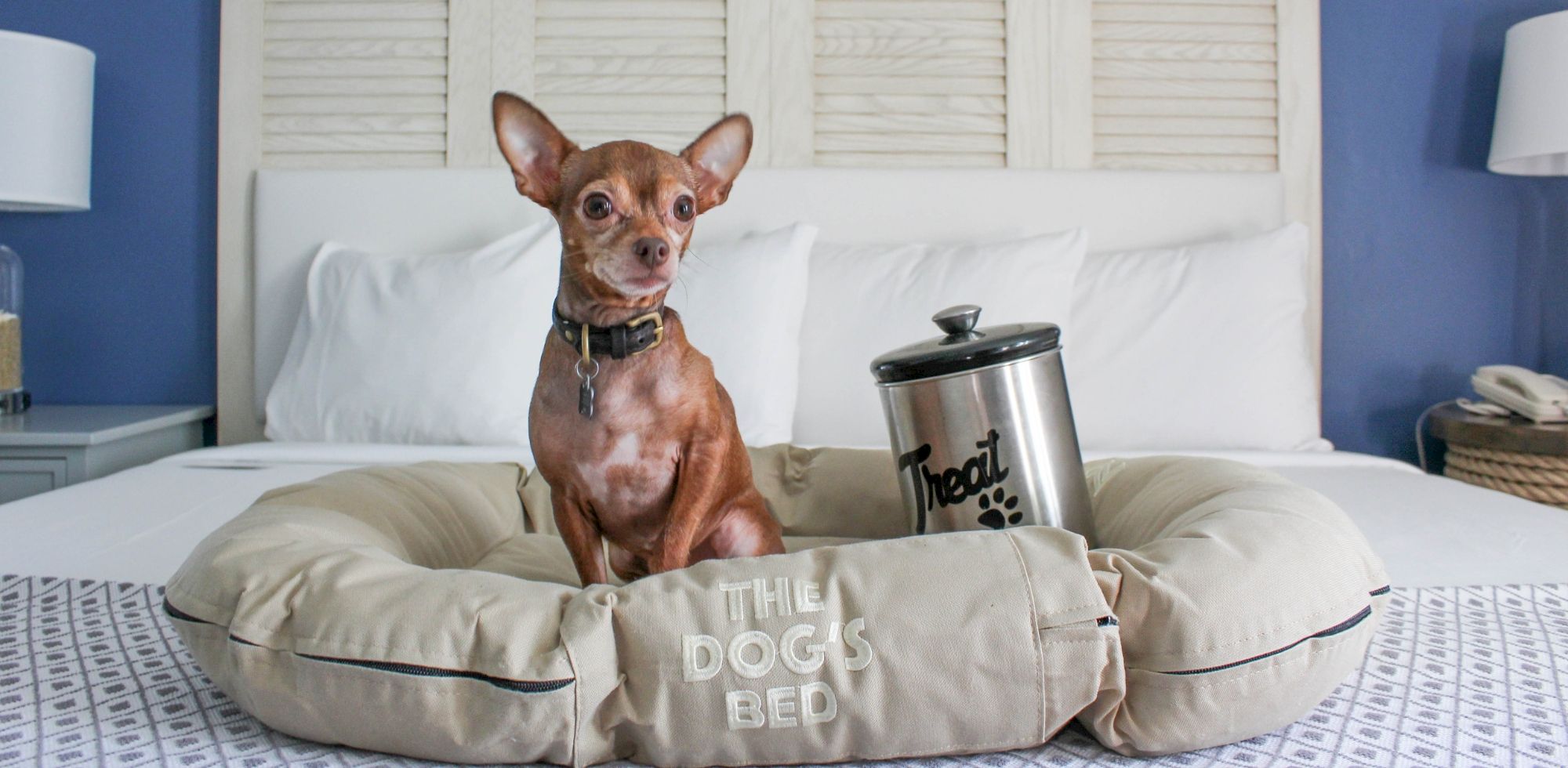 A brown Chihuahua sits in a &ldquo;Treat&rdquo; dog bed in a bedroom, staring at the camera with big ears.