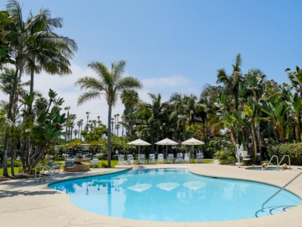 A bright outdoor hotel pool with clear blue water, surrounded by tall palm trees and white umbrellas.