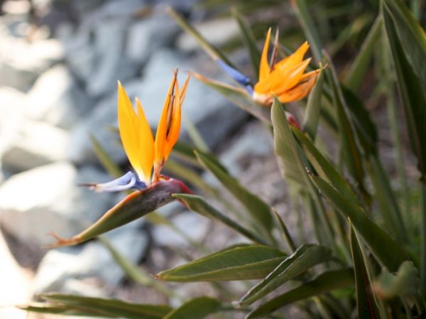 A close-up of bright orange bird-of-paradise flowers blooming on green stems and leaves in bright sunlight.