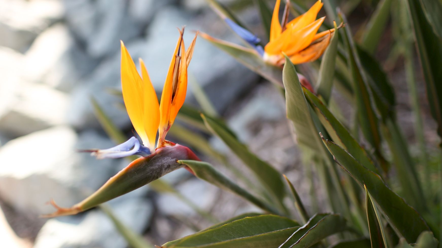Bright orange bird-of-paradise blossoms emerge from green leaves in warm sunlight, blooming in a rocky outdoor setting.