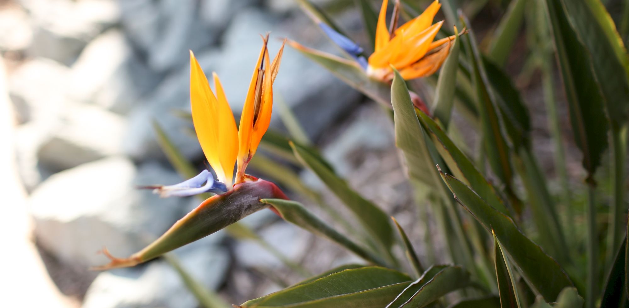 Bright orange bird-of-paradise blossoms emerge from green leaves in warm sunlight, blooming in a rocky outdoor setting.