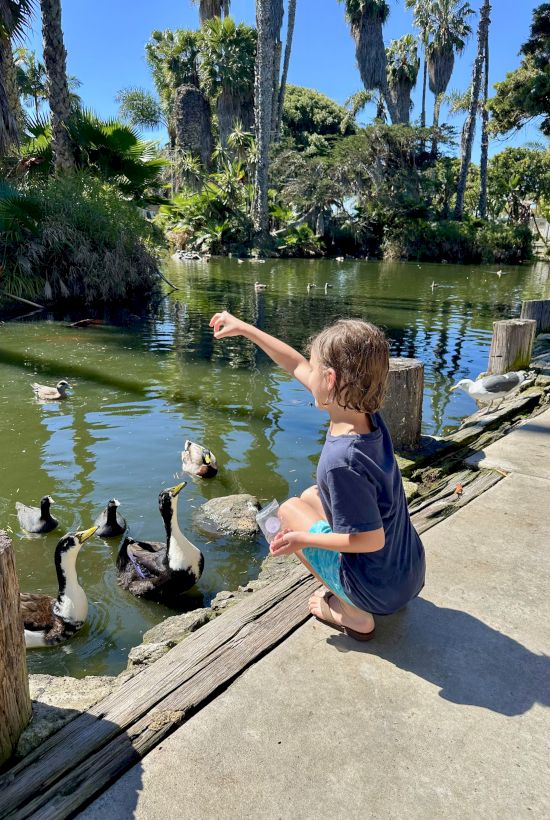 A child on a dock feeds ducks in a sunny palm-lined pond, reaching toward the water as birds swim nearby.