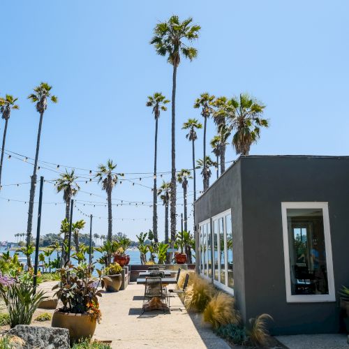 Sunny outdoor patio lined with tall palm trees, string lights, and planters beside a modern building, with water in the distance.