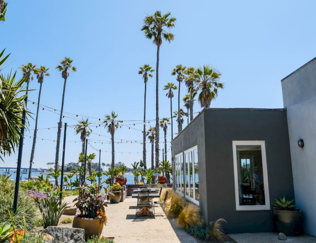 Sunny outdoor patio lined with tall palm trees, string lights, and planters beside a modern building, with water in the distance.