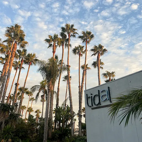 Palm trees under a cloudy blue sky beside a building marked “Lidl”.